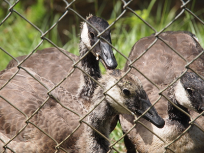 [Three goslings on the other side of a chain-link fence. Two have dark heads while the third seems to be a light brown color.]